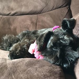 Meet your Posher, Ileana