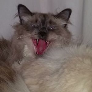 Meet your Posher, Annette