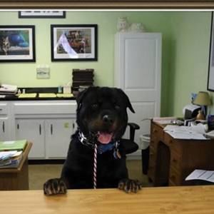 Meet your Posher, Natasha