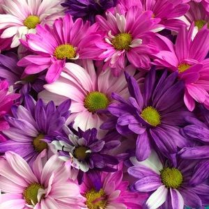 Meet your Posher, Sevda