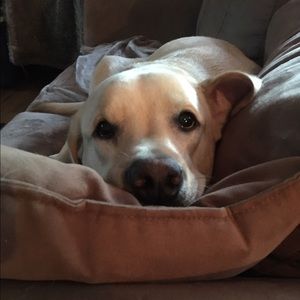 Meet your Posher, Casey