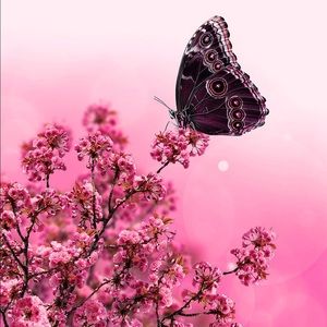 Meet your Posher, Alison