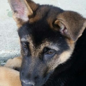 Meet your Posher, Diana