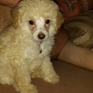 Meet your Posher, George anna