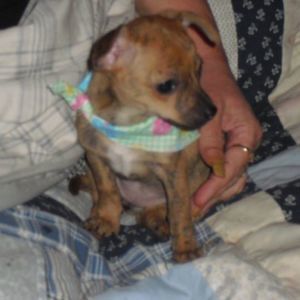 Meet your Posher, Joy