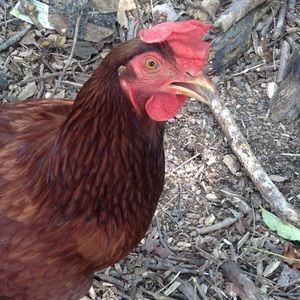 Meet your Posher, Bella