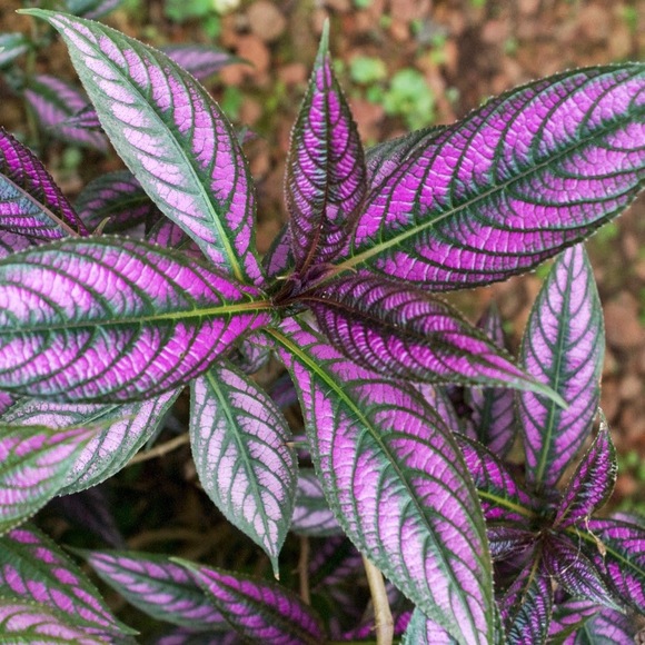 Meet your Posher, Greg - Picture 1 of 1