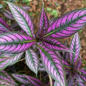 Meet your Posher, Greg