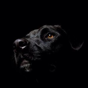 Meet your Posher, Joshua