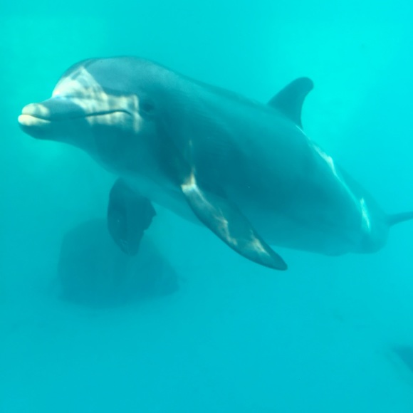 Meet your Posher, Adriana