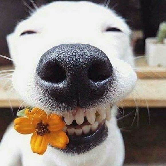 Meet your Posher, Casey - Picture 1 of 1