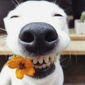 Meet your Posher, Casey