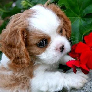 Meet your Posher, Gretchen