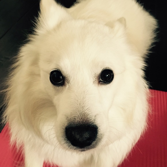 Meet your Posher, Ricky - Picture 1 of 1