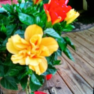 Meet your Posher, Teresiah