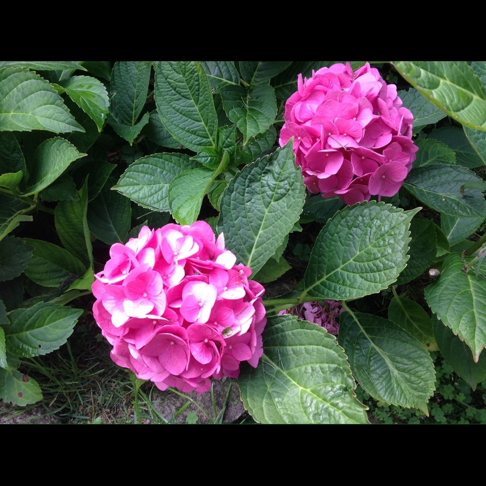 Meet your Posher, Denise