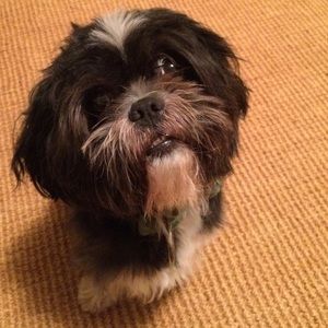 The cutest shih tzu in the world.