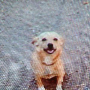 Meet your Posher, Janice