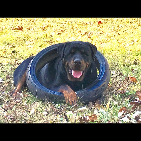 Meet your Posher, Nat - Picture 2 of 4