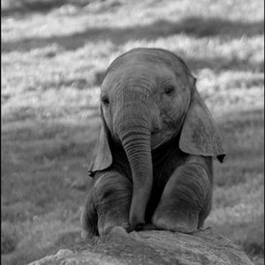 Meet your Posher, Alison