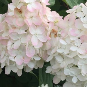 Bundle for Salmab101