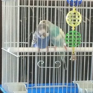 Meet your Posher, Chandradat