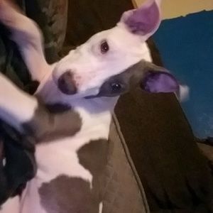 Meet your Posher, Anestie