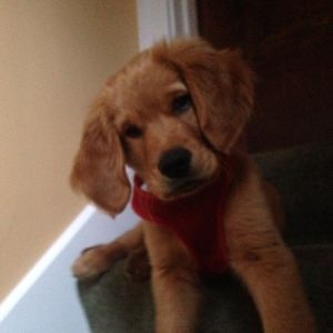 Meet your Posher, Alice