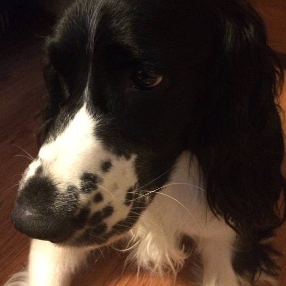 Meet your Posher, Amber - Picture 1 of 1