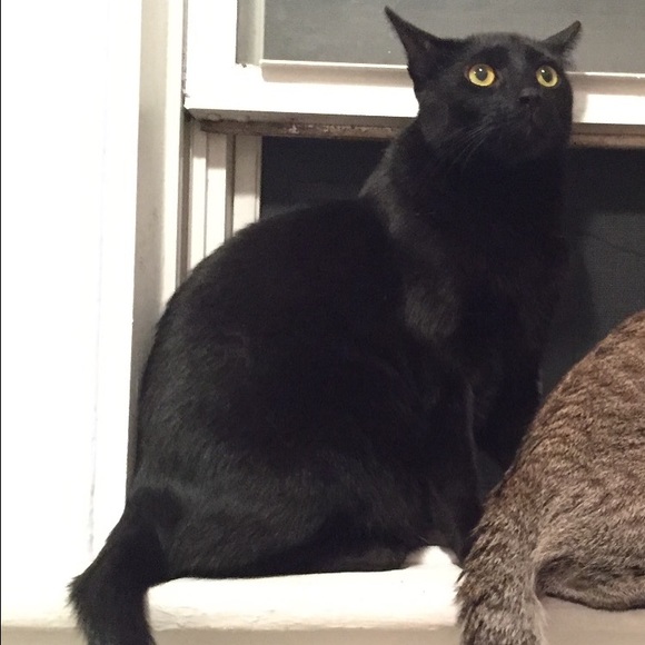 LOST CAT - adult all black neutered male REWARD