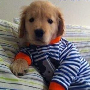 Meet your Posher, Sam