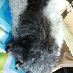 Meet your Posher, Sandy