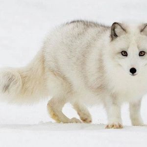 Meet your Posher, Kourti