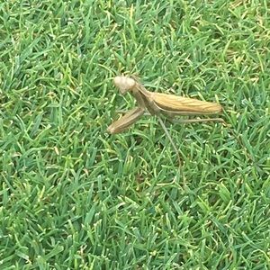 Meet your Posher, Robin