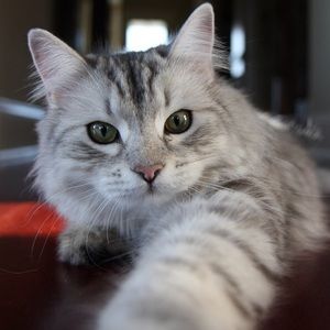 Meet your Posher, Cam