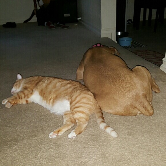 Meet your Posher, James - Picture 1 of 1