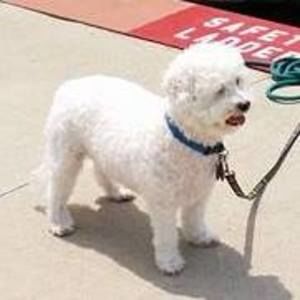 Meet your Posher, Janet