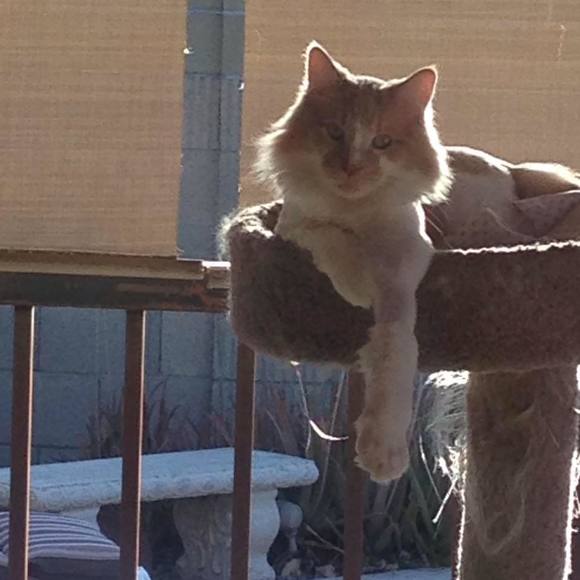 Meet your Posher, Patti - Picture 1 of 1