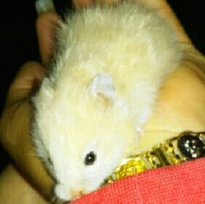 Meet your Posher, Gladys