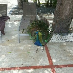 Meet your Posher, Freda