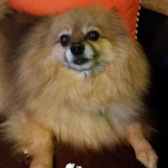 Meet your Posher, Terry - Picture 1 of 1