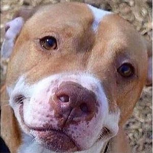 Meet your Posher, Joseph