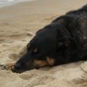 Meet your Posher, Peggy