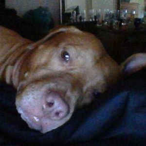 Meet your Posher, Dawn