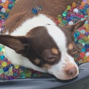 Meet your Posher, Rita