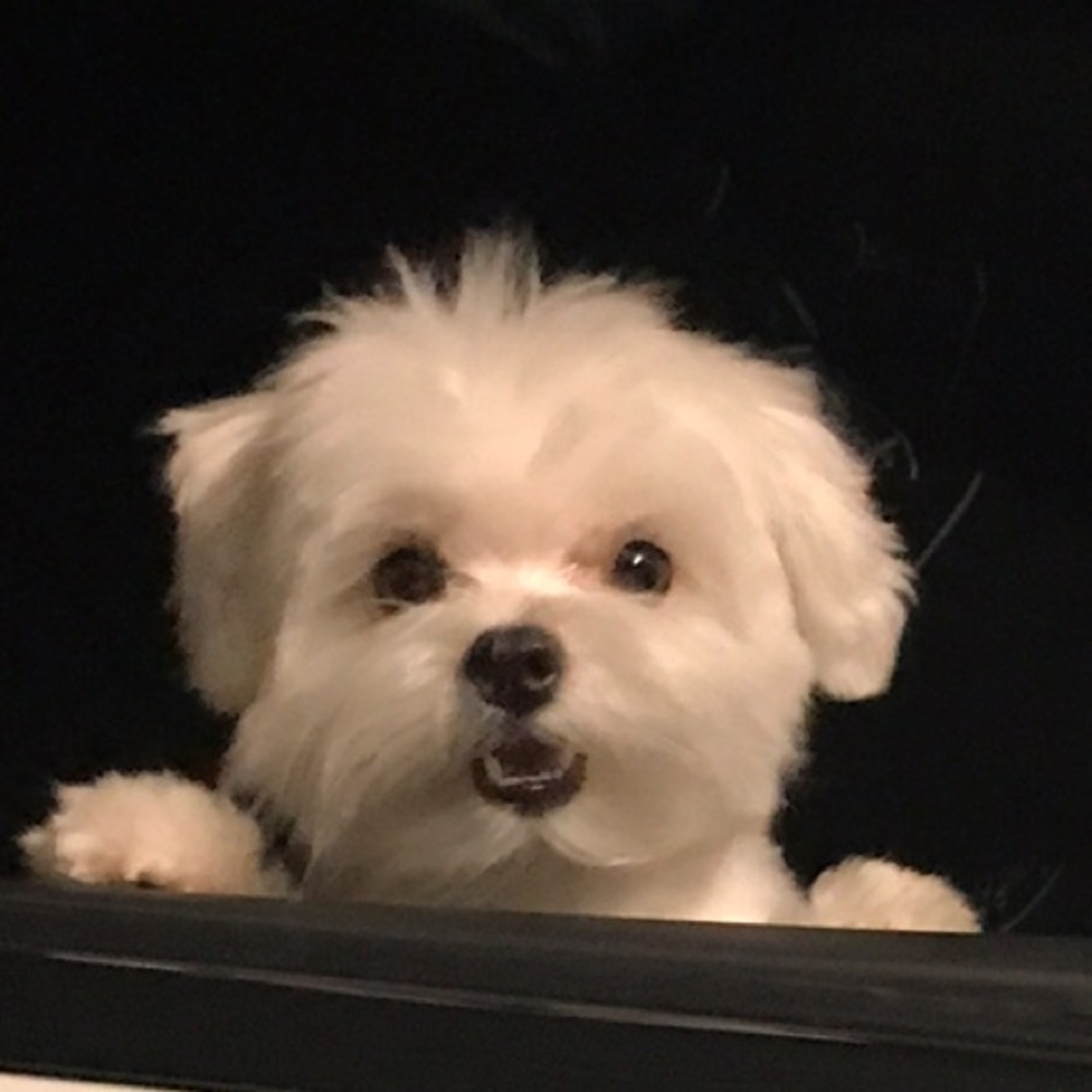 Meet your Posher, Bee