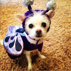 Purple Bug Dog Halloween costume