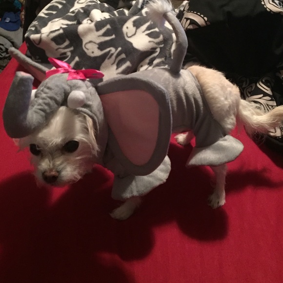 Elephant dog Halloween costume