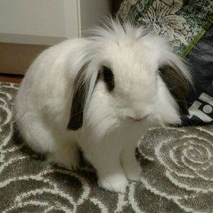 Meet your Posher, Monica