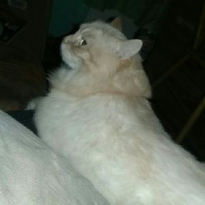 Meet your Posher, Deanna